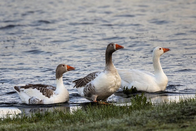 Nahaufnahme von schönen drei Enten im Wasser