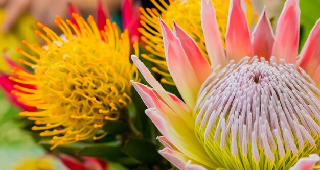 Nahaufnahme von schönen König Protea Fynbos Blumen in einem Teich
