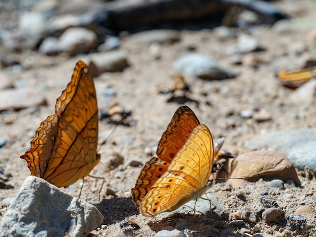 Nahaufnahme von schönen orangefarbenen Schmetterlingen in der Natur