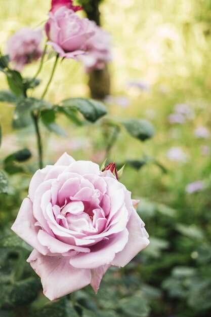 Nahaufnahme von schönen Rosen