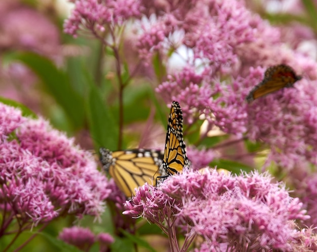 Kostenloses Foto nahaufnahme von schönen schmetterlingen auf rosa blumen