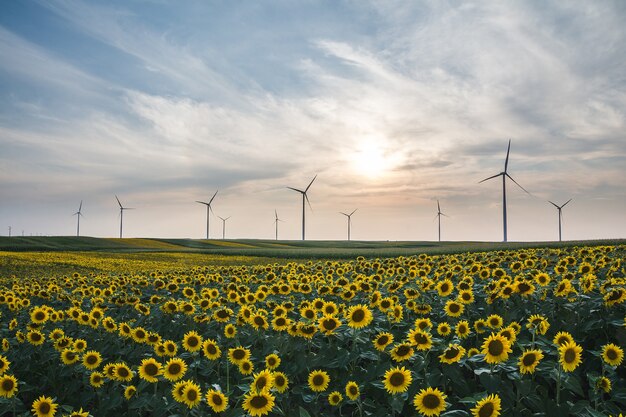 Nahaufnahme von schönen Sonnenblumen und Windkraftanlagen in einem Feld