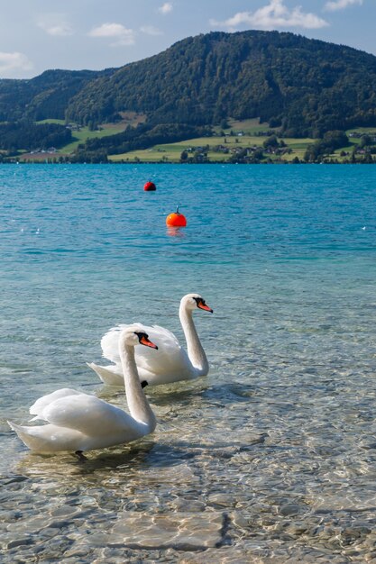 Nahaufnahme von schönen weißen Schwänen in einem See an einem sonnigen Tag