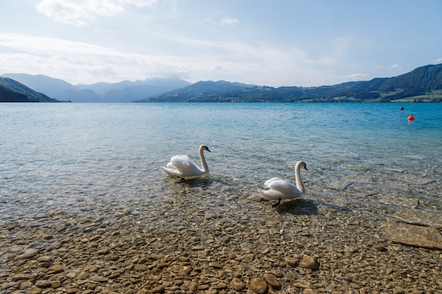 Nahaufnahme von schönen weißen Schwänen in einem See an einem sonnigen Tag