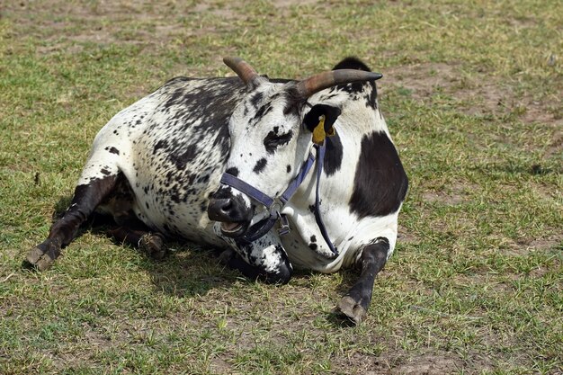 Nahaufnahme von schwarz-weißem Kalb auf der Wiese