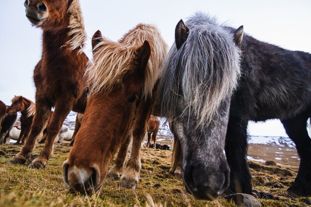 Nahaufnahme von Shetlandponys in einem Feld, das im Gras und im Schnee unter einem bewölkten Himmel in Island bedeckt ist