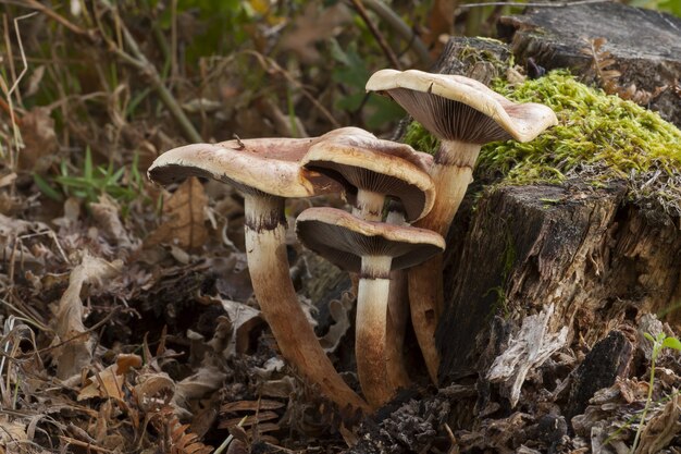 Nahaufnahme von Shitakes im Wald, umgeben von trockenen Blättern im Herbst