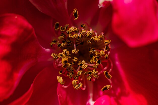Nahaufnahme von Staubbeuteln der roten Blume, wo die Pollenkörner sichtbar sind