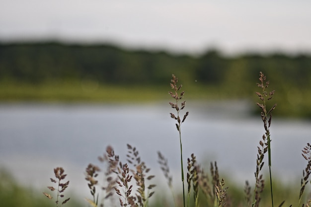 Nahaufnahme von süßem gras in einem feld mit dem fluss auf dem verschwommenen hintergrund