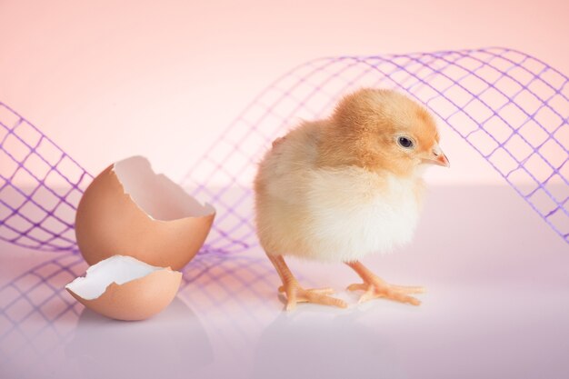 Nahaufnahme von süßem neugeborenen kleinen Huhn