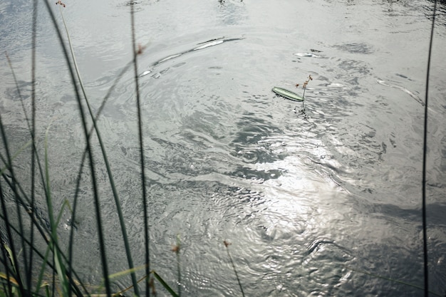 Kostenloses Foto nahaufnahme von teich in der weide