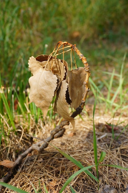 Nahaufnahme von trockenen Blättern, die vom Gras in einem Feld unter dem Sonnenlicht umgeben sind