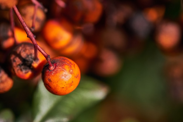 Nahaufnahme von verrottenden Sanddornbeeren