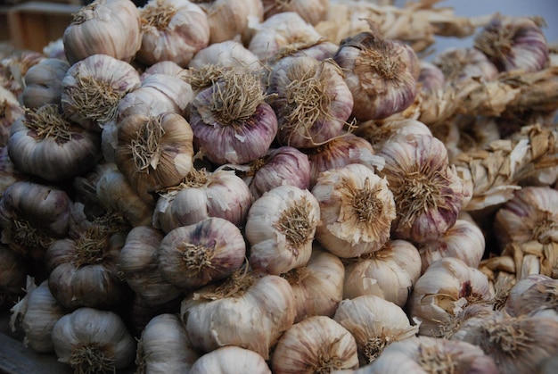 Nahaufnahme von viel frischem Knoblauch