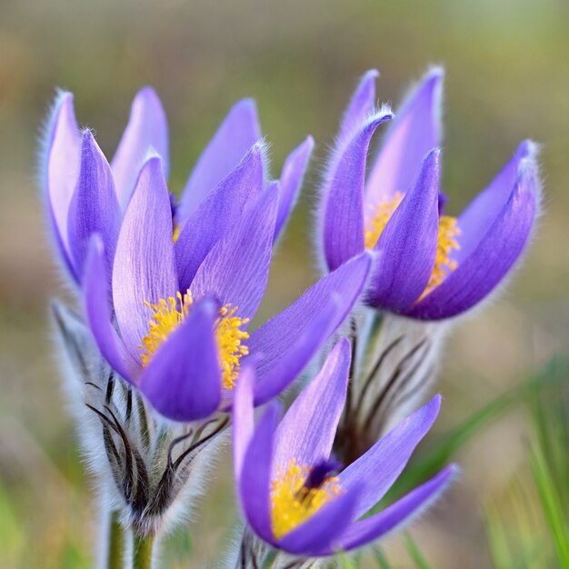 Nahaufnahme von violetten Blüten