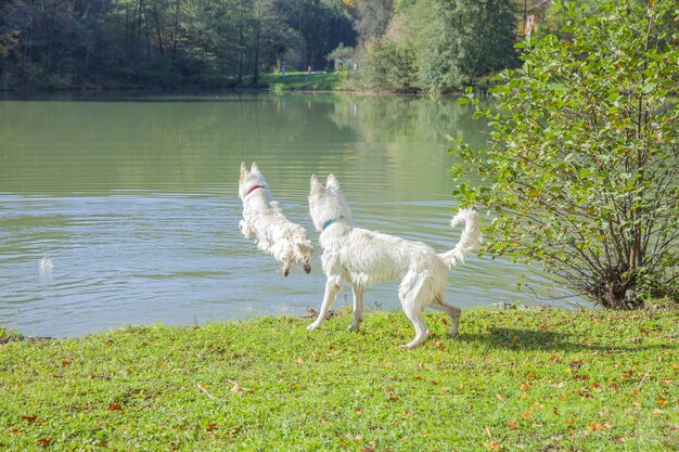 Nahaufnahme von weißen Hunden, die im Park in der Nähe des Sees spielen?