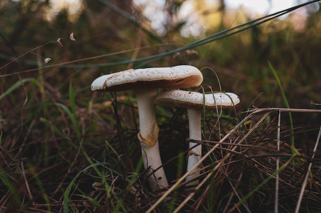 Nahaufnahme von weißen pilzen im wald