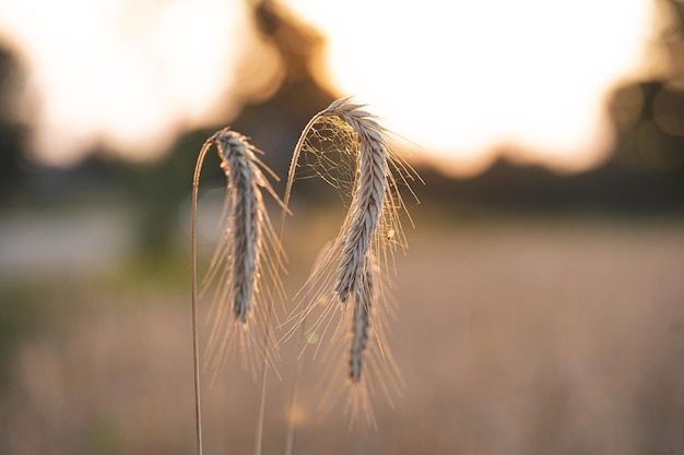 Nahaufnahme von Weizen auf dem Feld mit einem verschwommenen Hintergrund bei Sonnenuntergang