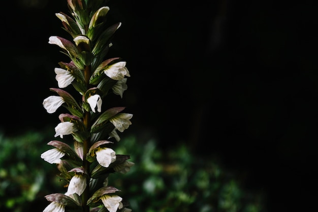 Nahaufnahme von Wildblumen in der Blüte