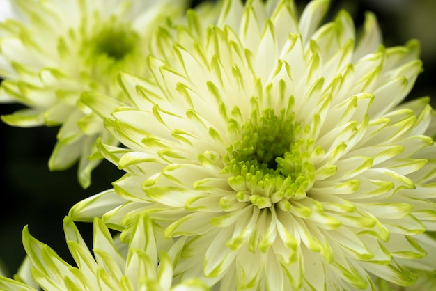 Kostenloses Foto nahaufnahme von wunderschön geblühten blumen