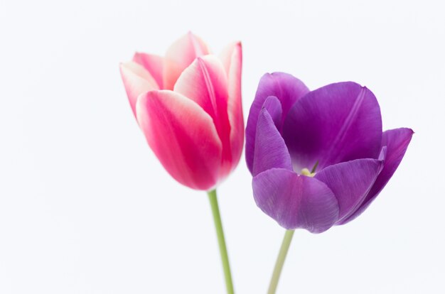 Nahaufnahme von zwei bunten Tulpenblumen lokalisiert auf weißem Hintergrund mit Raum für Ihren Text