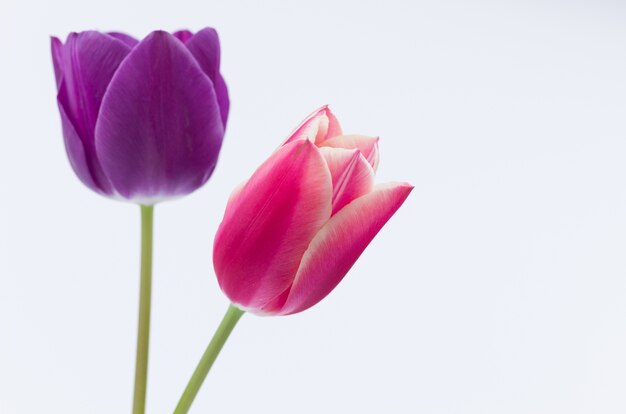 Nahaufnahme von zwei bunten Tulpenblumen lokalisiert auf weißem Hintergrund mit Raum für Ihren Text