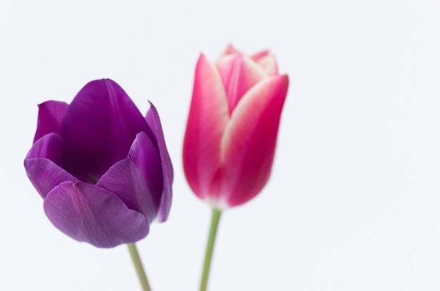 Nahaufnahme von zwei bunten Tulpenblumen lokalisiert auf weißem Hintergrund mit Raum für Ihren Text