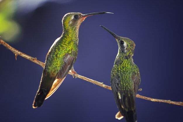 Nahaufnahme von zwei Kolibris thront auf einem Ast auf Blau