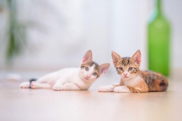 Nahaufnahme von zwei niedlichen Kätzchen, die auf dem Boden mit einem verschwommenen Hintergrund liegen
