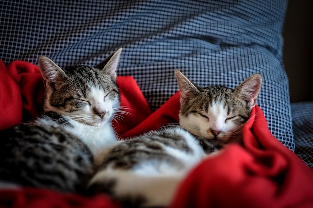 Nahaufnahme von zwei niedlichen Katzen, die in einer roten Decke schlafen