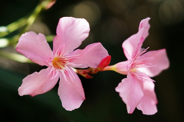 Nahaufnahme von zwei rosa Oleanderblumen unter dem Sonnenlicht mit einem verschwommenen Hintergrund