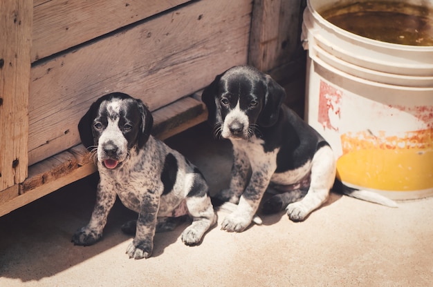 Nahaufnahme von zwei süßen Auvergne Pointer Welpen