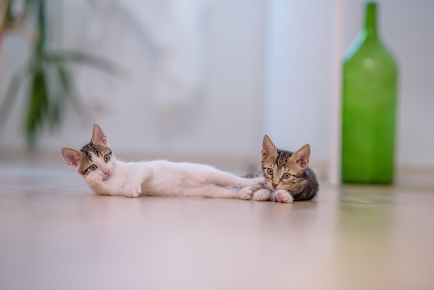Nahaufnahme von zwei süßen Kätzchen, die mit einem verschwommenen Hintergrund auf dem Boden liegen