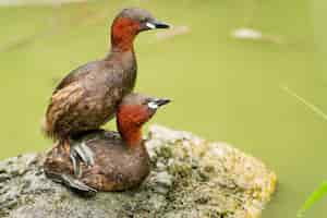 Kostenloses Foto nahaufnahme von zwei verspielten kleinen haubentauchern auf einem teich