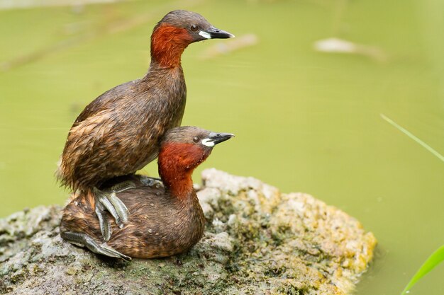 Nahaufnahme von zwei verspielten kleinen Haubentauchern auf einem Teich