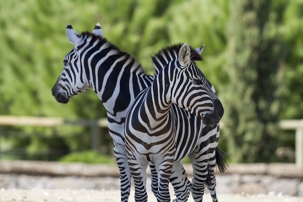 Nahaufnahme von zwei Zebras, die nahe beieinander stehen