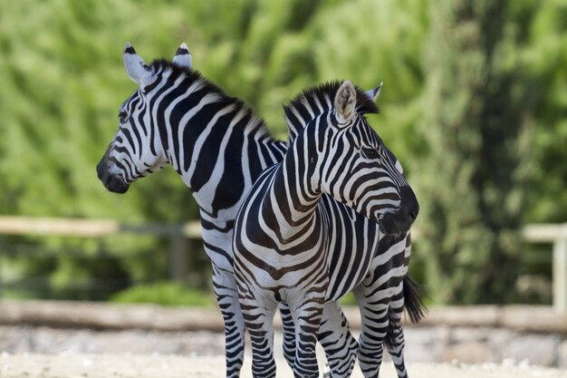 Nahaufnahme von zwei Zebras, die nahe beieinander stehen