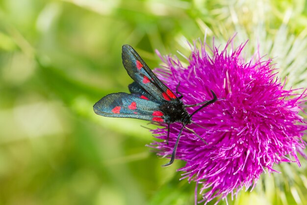 Nahaufnahme von Zygaenidae, Schmetterling auf der rosa Distel auf der Suche nach Nahrung