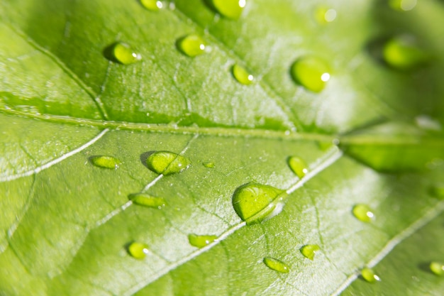 Nahaufnahme Wassertextur auf Blatt