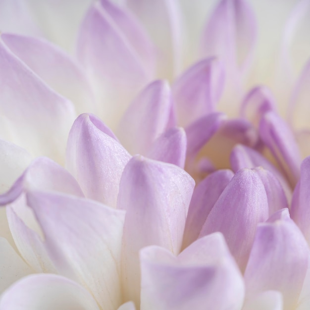 Nahaufnahme weiche lila Blütenblätter
