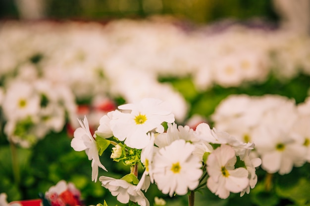 Nahaufnahmeansicht einer blühenden Pflanze oder des Strauchs mit Bündeln von kleinen weißen Blumen