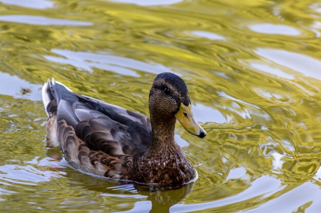 Nahaufnahmeansicht einer Ente, die anmutig im Teich schwimmt