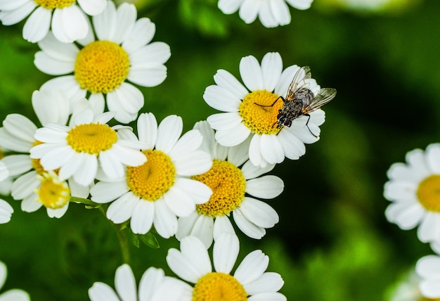 Nahaufnahmeansicht einer Fliege auf einem schönen kleinen Gänseblümchen blüht