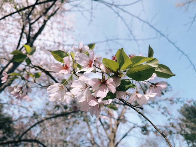 Nahaufnahmeaufnahme der blühenden Kirschblütenblumen im Grün