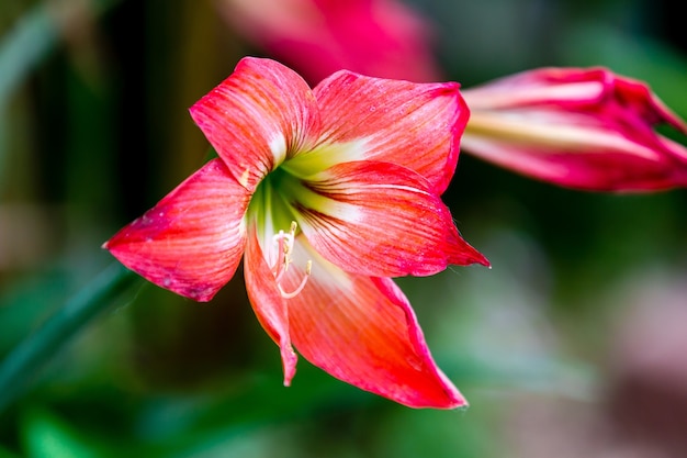 Nahaufnahmeaufnahme der blühenden rosa Amaryllisblumen mit Grün