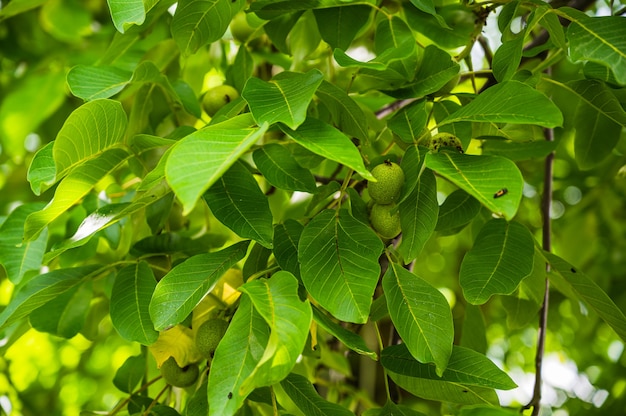 Nahaufnahmeaufnahme der frischen grünen jungen Früchte der Walnuss auf einem Ast