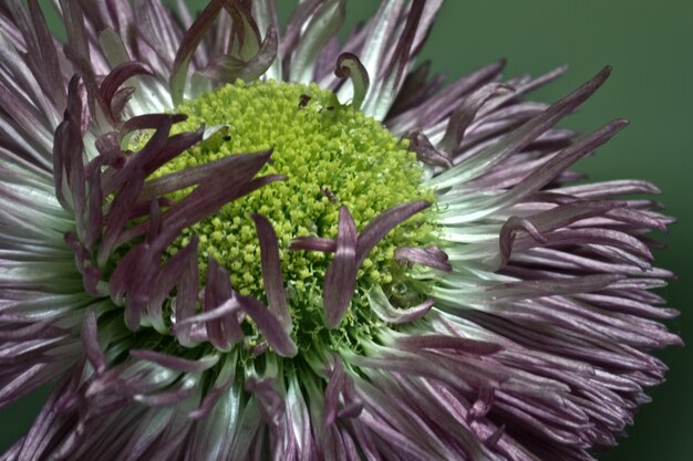 Nahaufnahmeaufnahme der Gänseblümchen-Studienblume