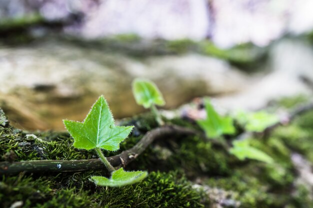 Nahaufnahmeaufnahme der grünen Blätter einer Pflanze in einem Wald