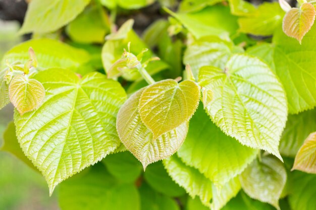 Nahaufnahmeaufnahme der grünen Blätter eines Baumes im Garten, der unter den Strahlen der Sonne scheint