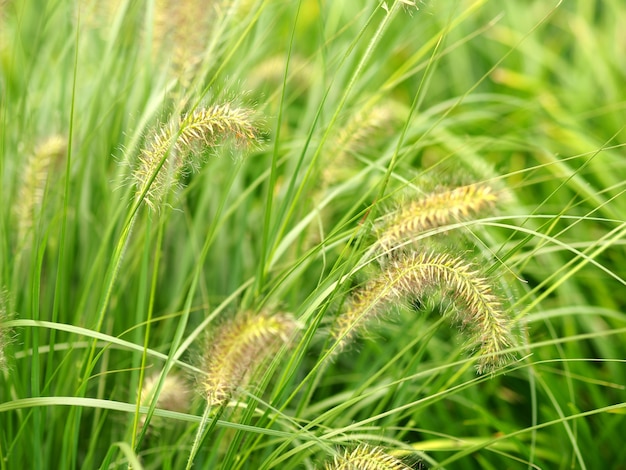 Nahaufnahmeaufnahme der grünen Weizenspitzen